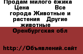 Продам милого ёжика › Цена ­ 10 000 - Все города Животные и растения » Другие животные   . Оренбургская обл.